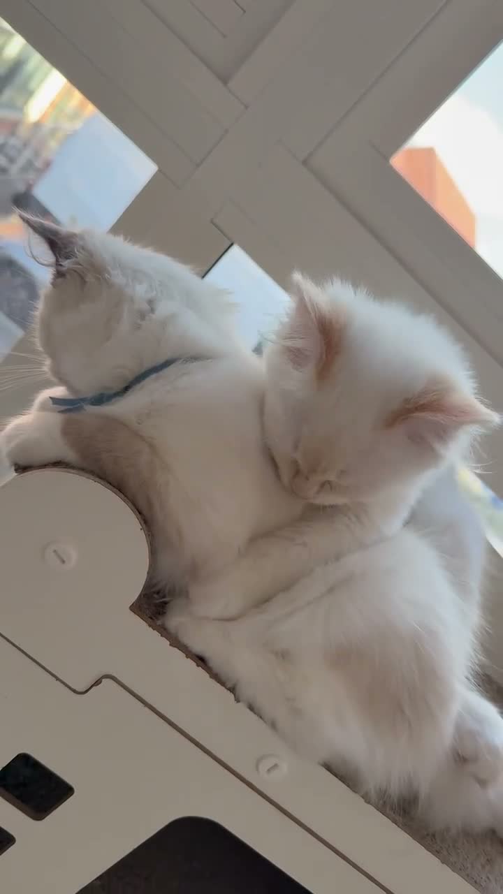 Ragdoll cats for sale: Pure Ragdolls ❤️ Vaccinated|Vet Checked|Chipped ✅ - Video 1