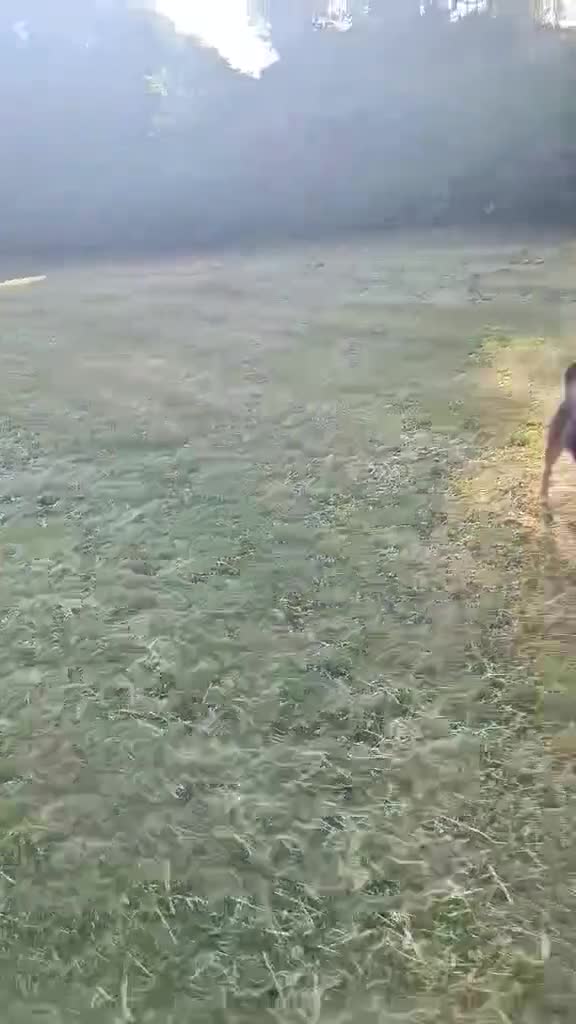 Mixed Breed dogs for adoption: Amazing Millie for adoption  - Video 3