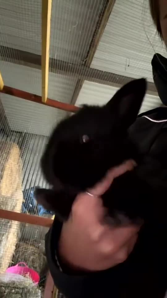 Continental Giant rabbits for sale: Continental giant babies  - Video 2