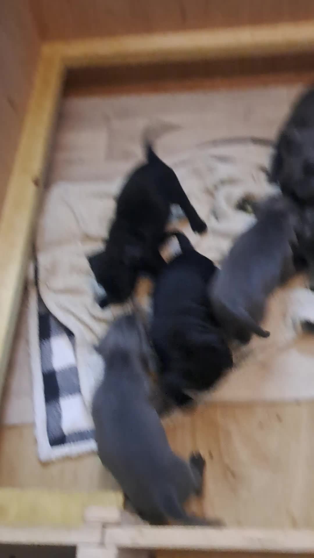 Staffordshire Bull Terrier dogs for sale: 1 stunning black female left 😍  - Video 1