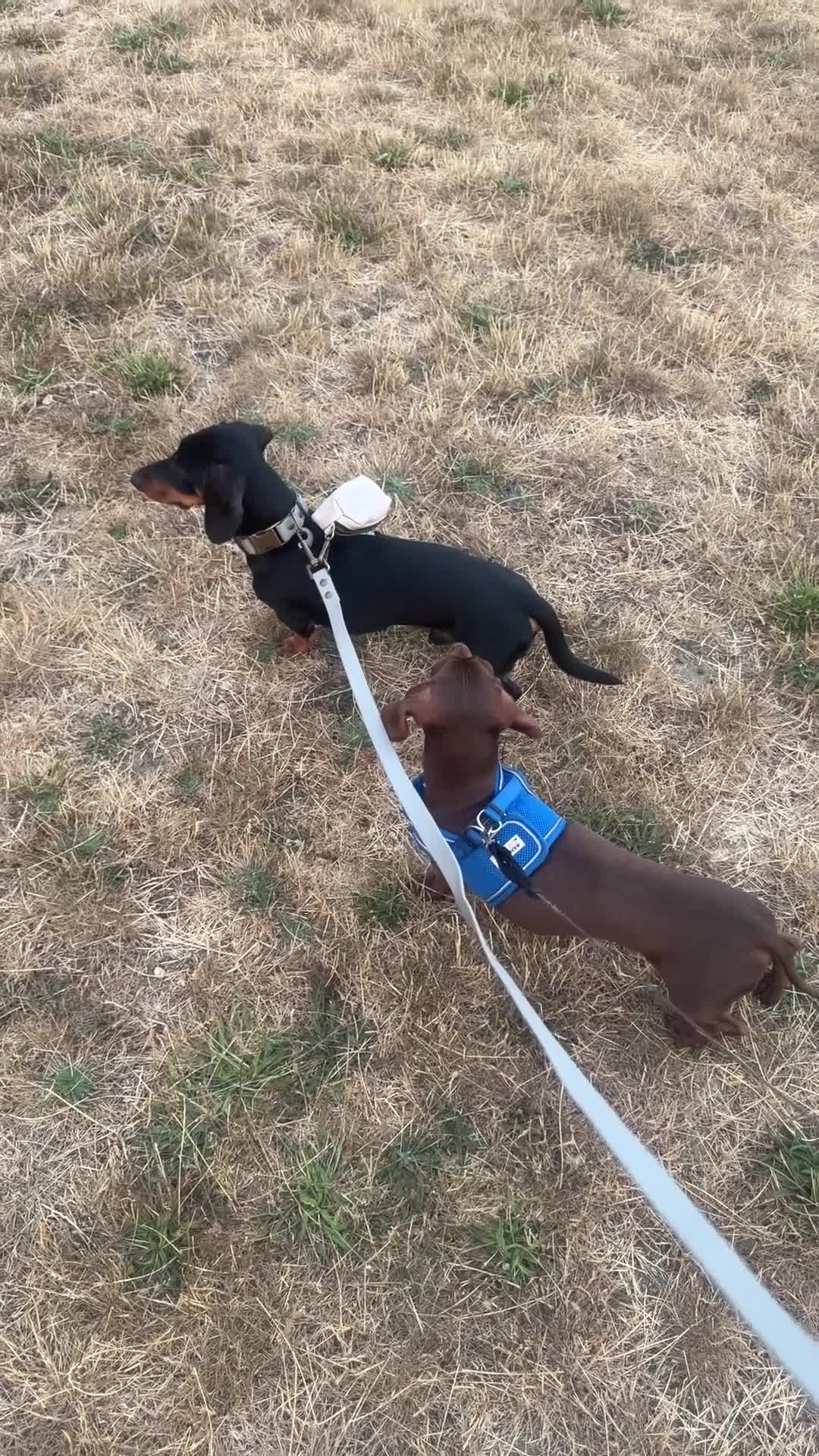 Dachshund dogs for sale: Dachshund 1 year 10 months Male  in Witham - Video 2