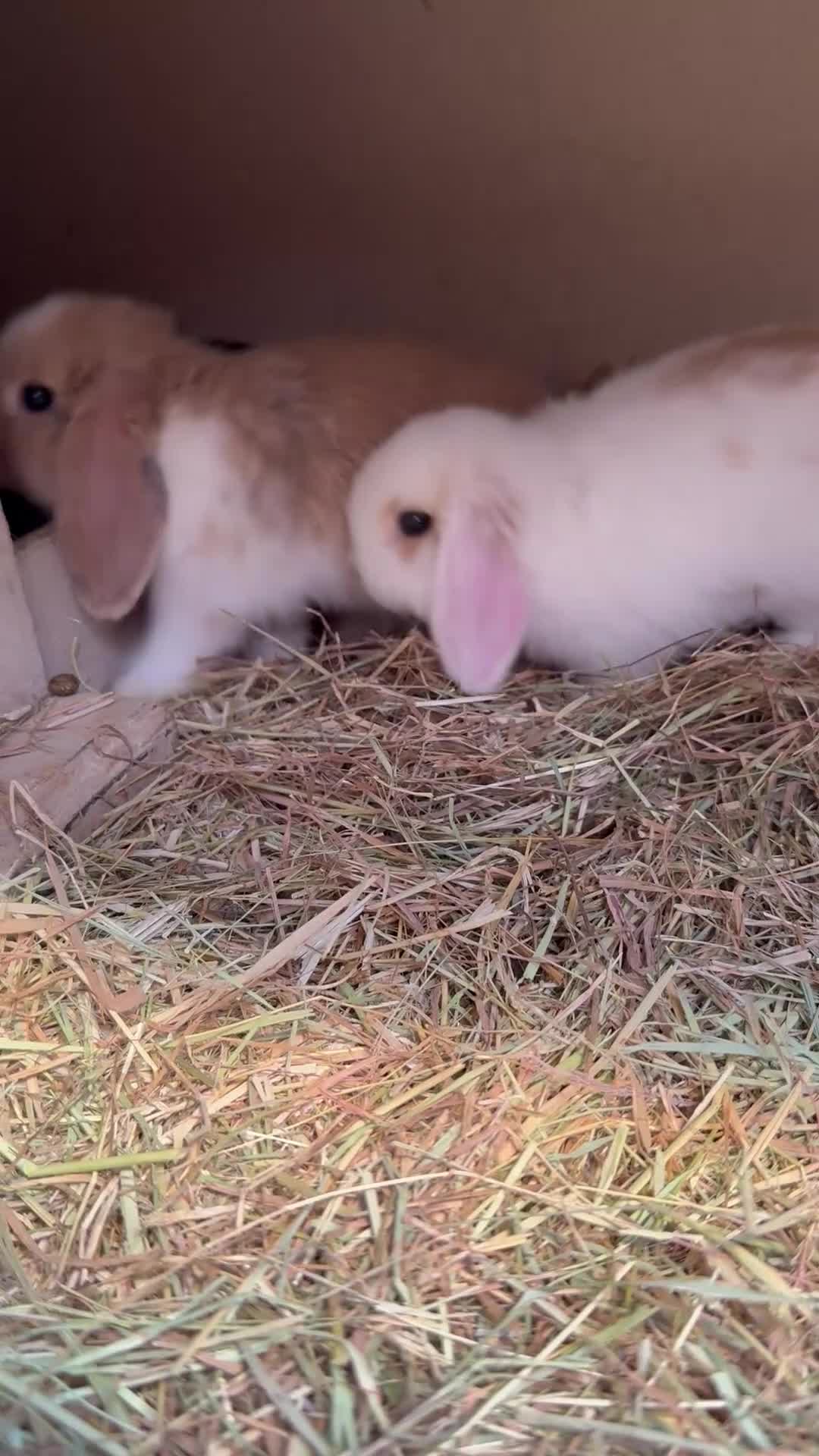 Mini Lop rabbits for sale: MINI LOP BUNNIES - PEDIGREE  - Video 1