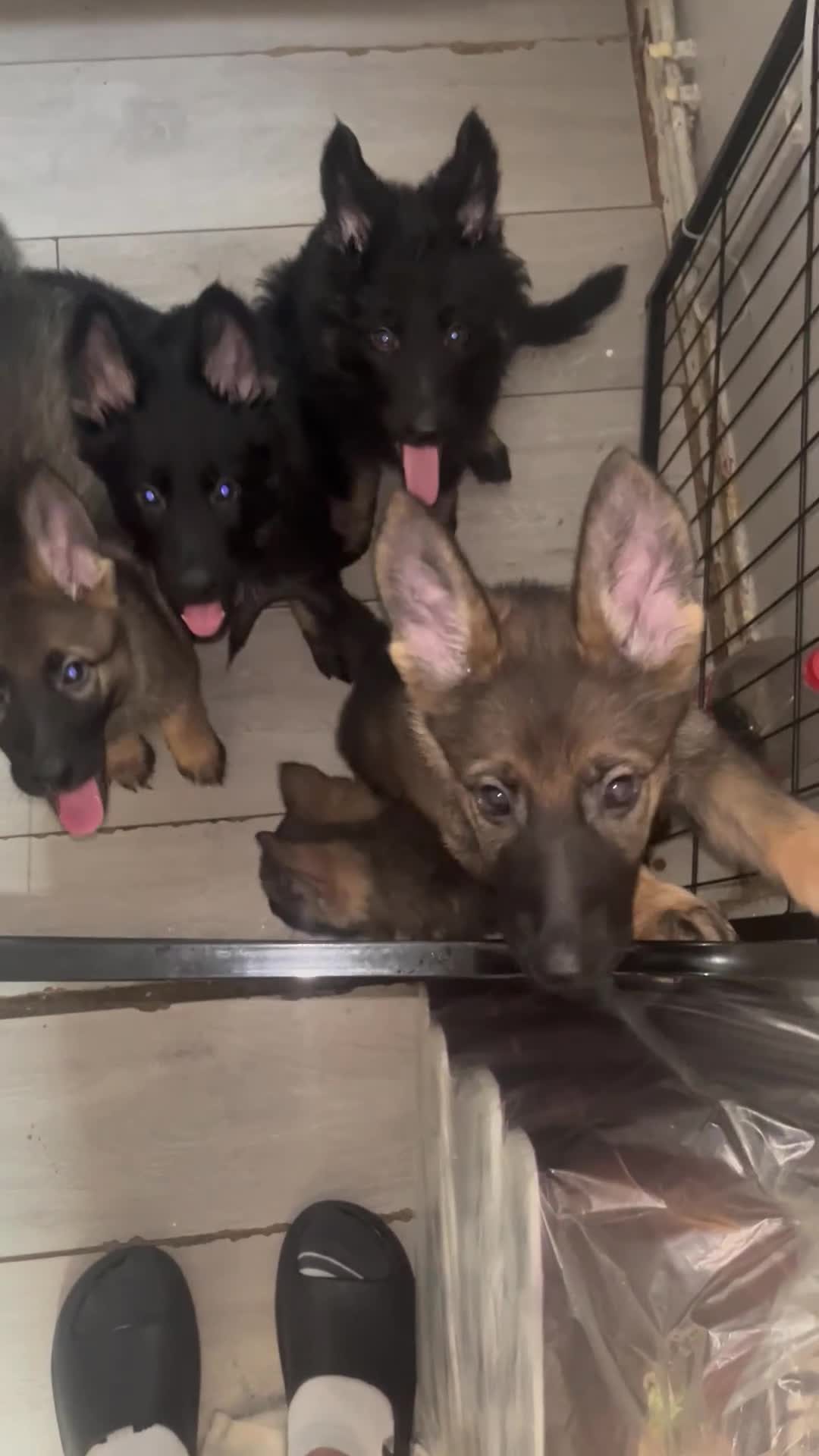 German Shepherd dogs for sale: Czech German Shepherd KC Registered puppies - Video 1