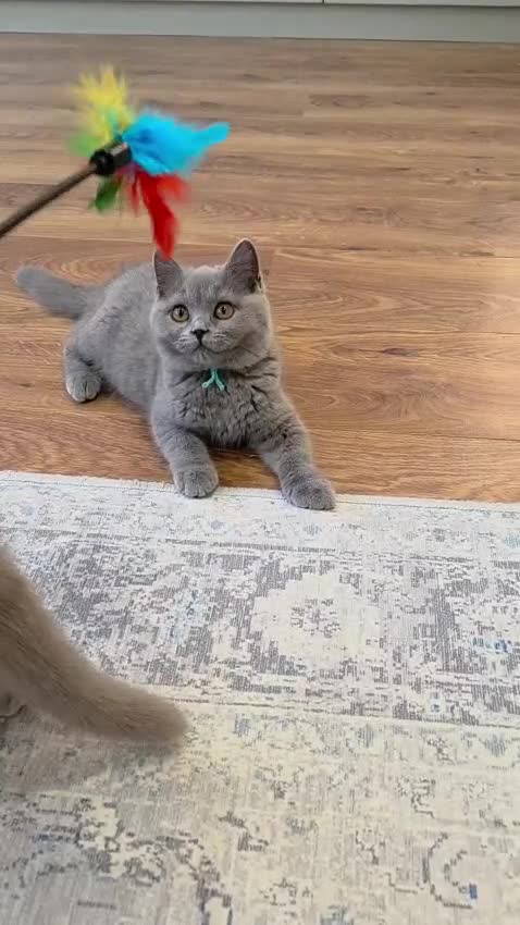 British Shorthair cats for sale: British Shorthair Kittens Teddy Bear chunky Teddys - Video 4