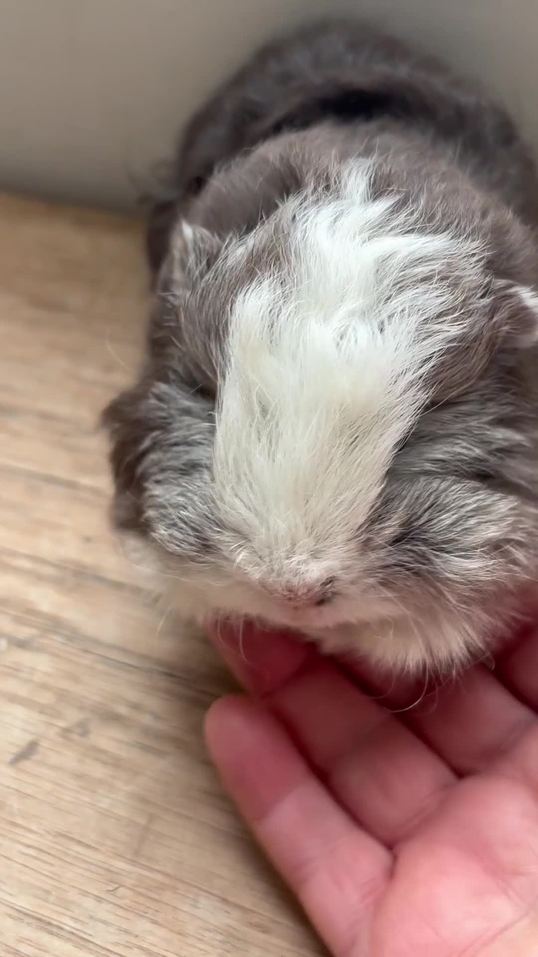 Guinea Pig rodents for sale: Proven Swiss Boar 9 months and son - Video 2