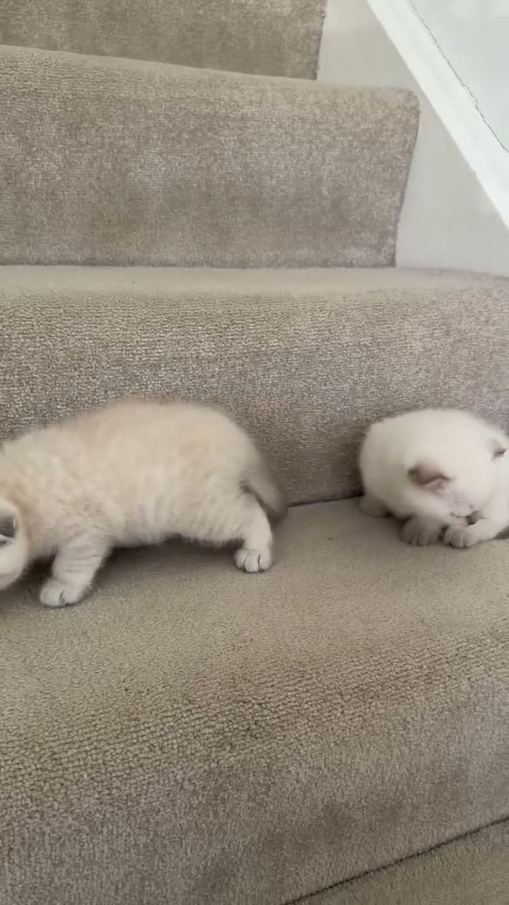 British Shorthair cats for sale: Two Scottish Fold and Two British Shorthair  - Video 1