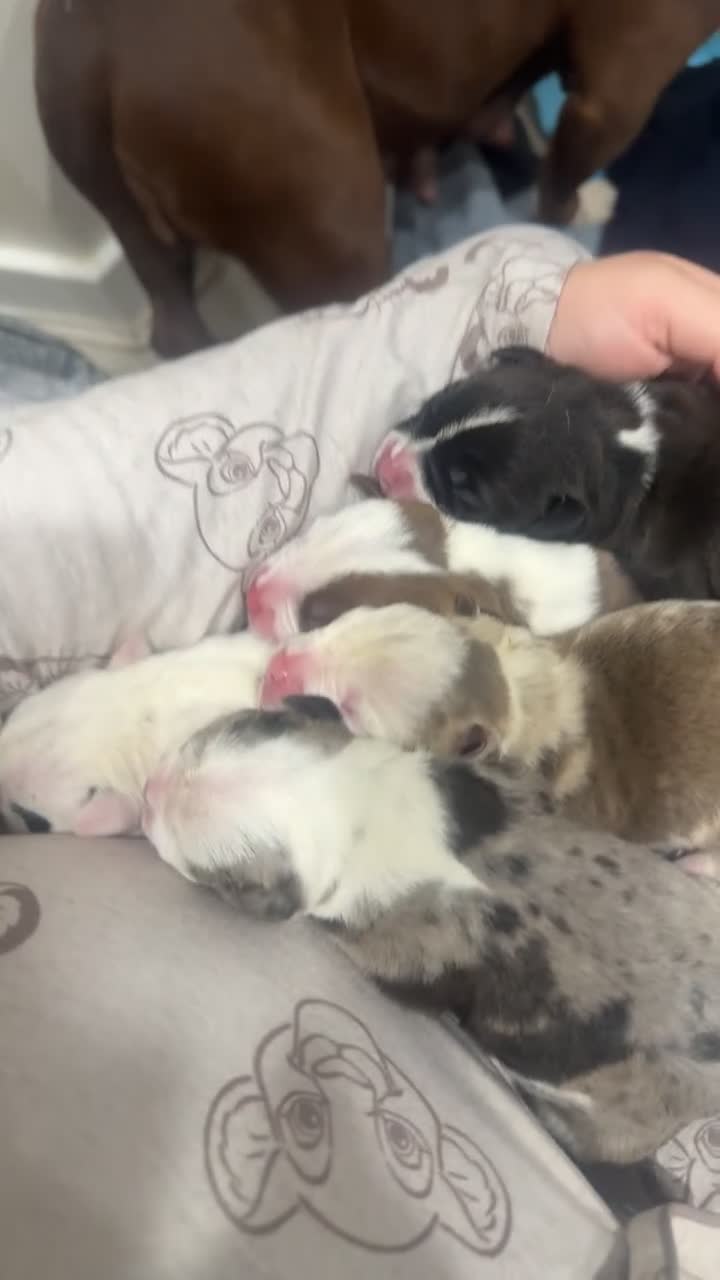 American Bully dogs for sale: Stunning Pocket Bully pups paymentplans available - Video 3