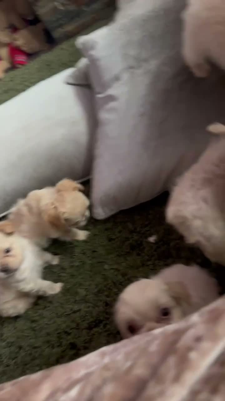 French Bulldog dogs for sale: Teddy bear Floodle pups  in Manchester - Video 2