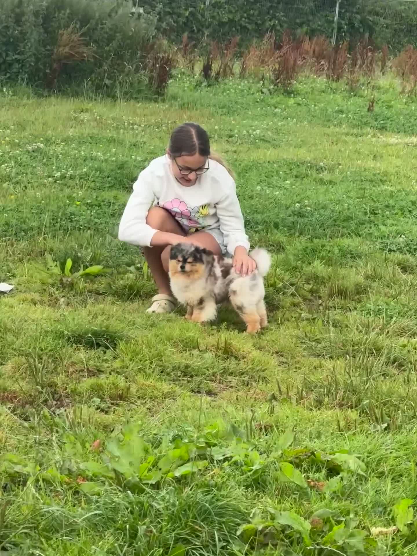 Pomsky dogs for stud: Black and Tan Merle blue eyes in Carlisle - Video 1
