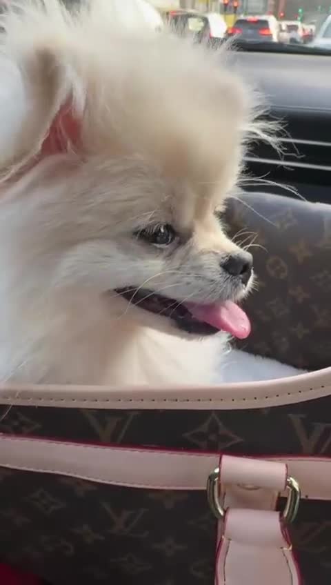 Pomeranian dogs for sale: Lovely Pomeranian Girl  - Video 1