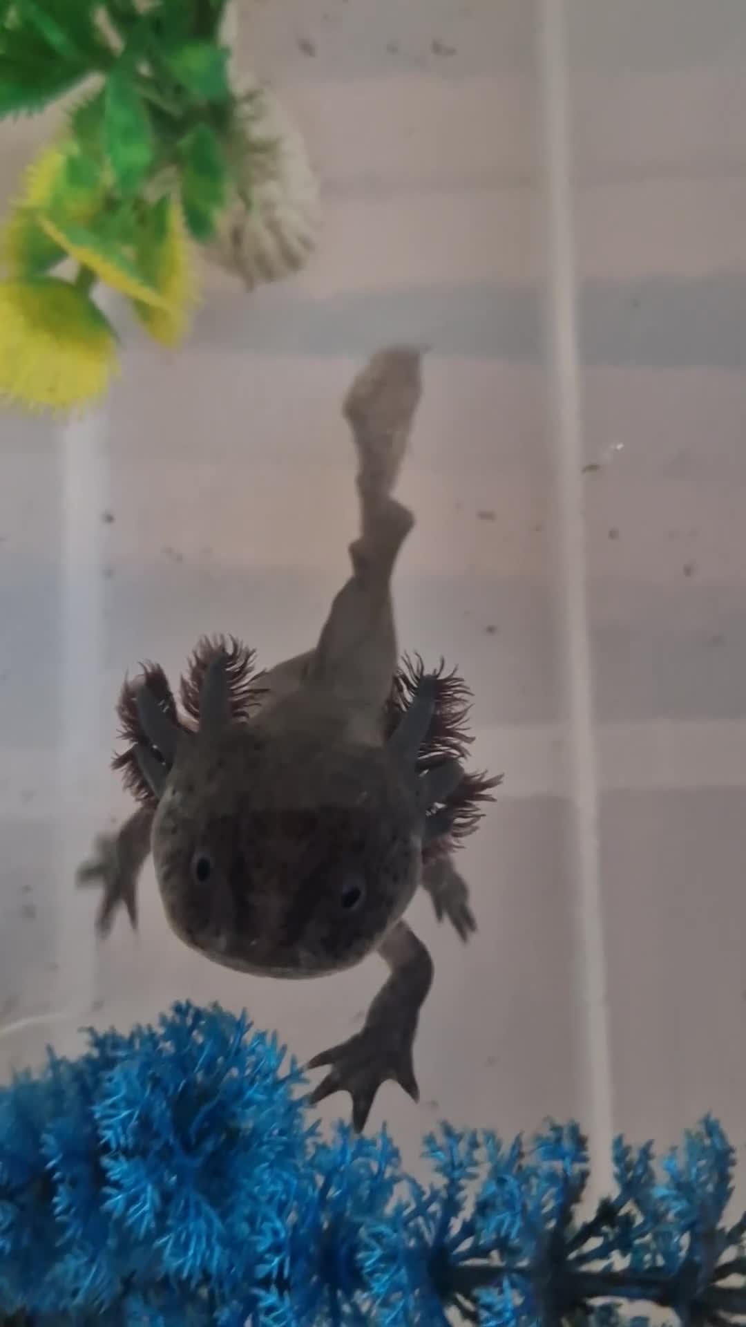 Axolotl reptiles for sale: Axolotl  - Video 1
