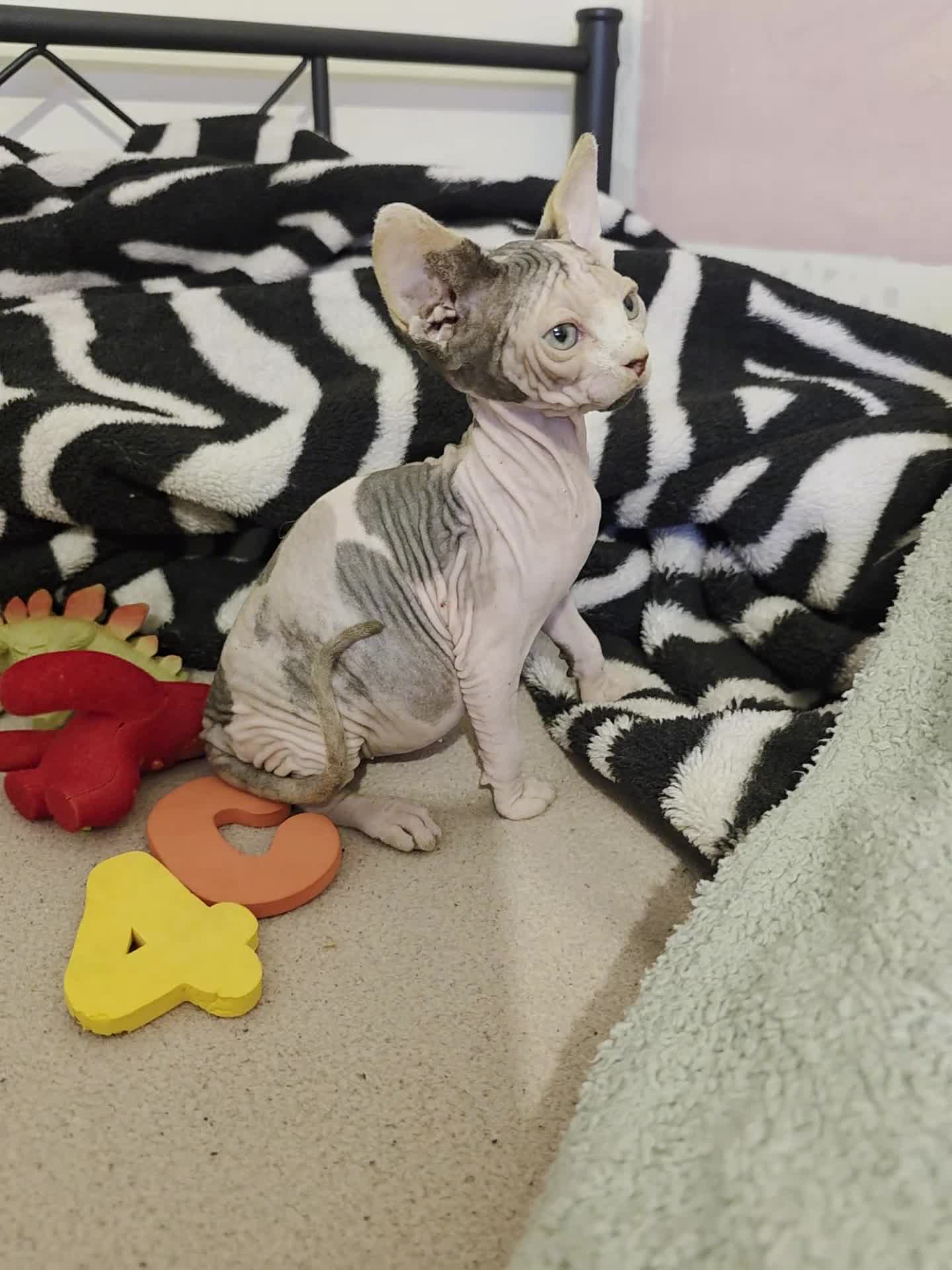 Sphynx cats for sale: 🩷 Sphynx Kitten – Female   - Video 1