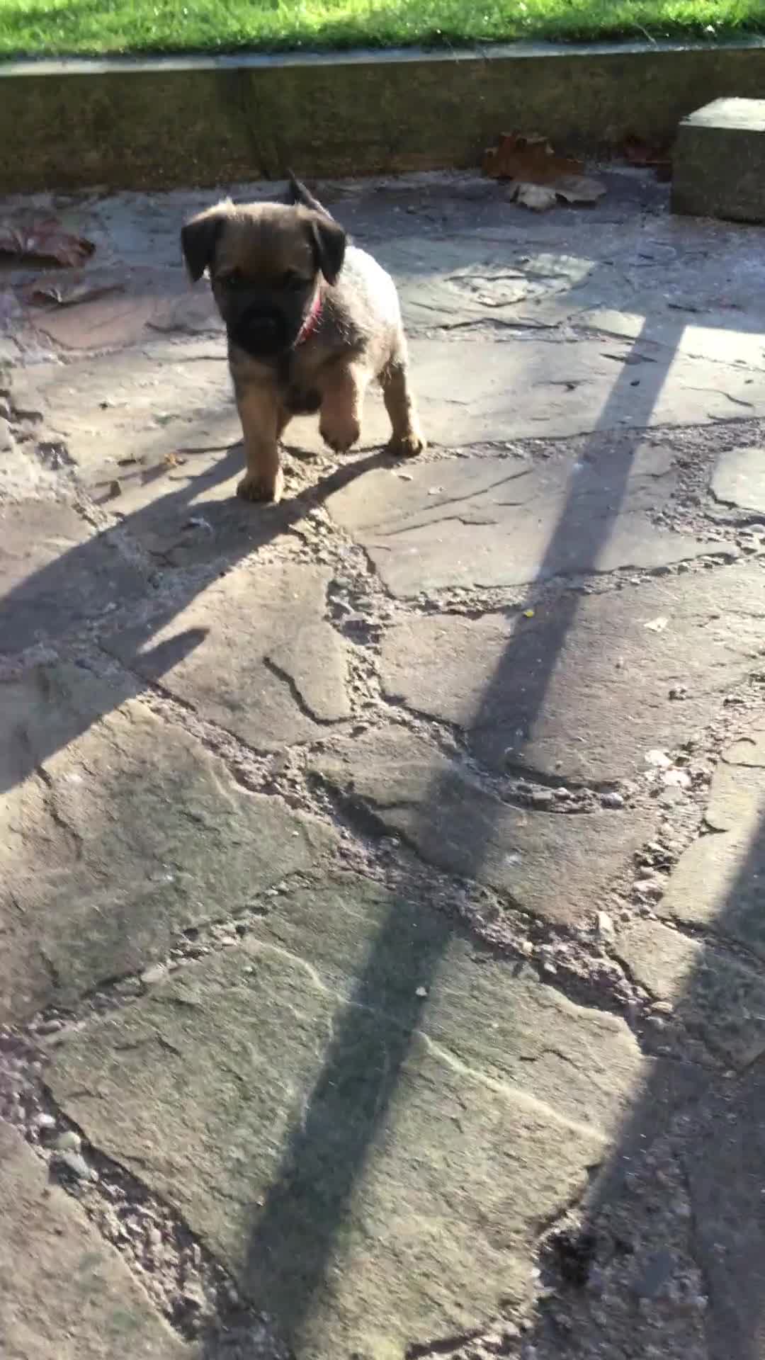 Border Terrier dogs for sale: Adorable Border terrier puppies  - Video 1