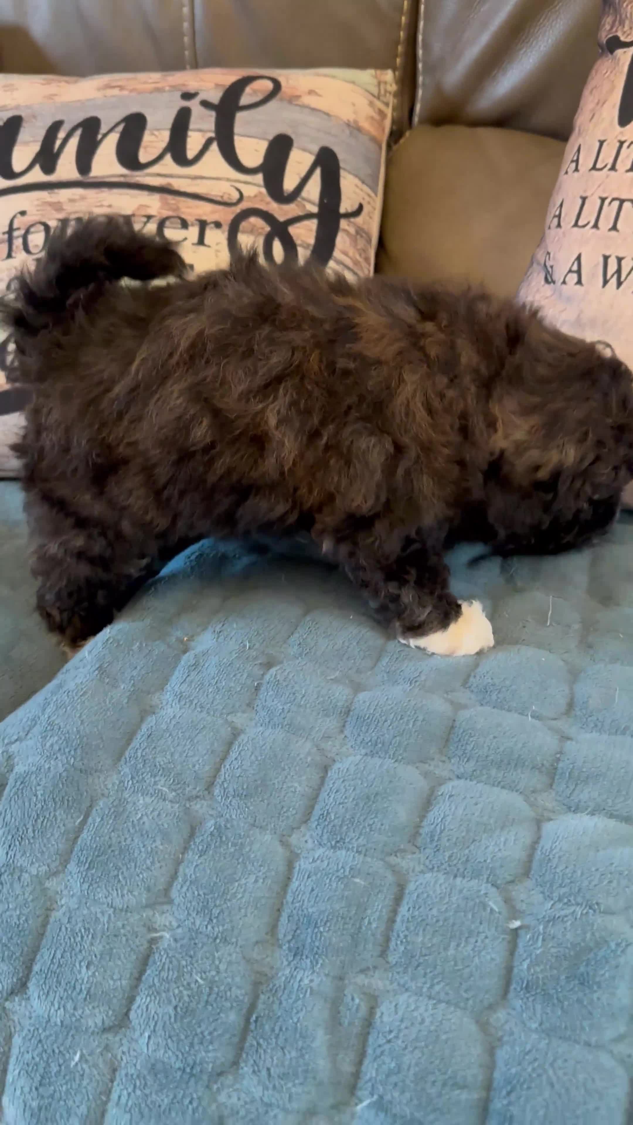 Poochon dogs for sale: Poochon puppies  - Video 2