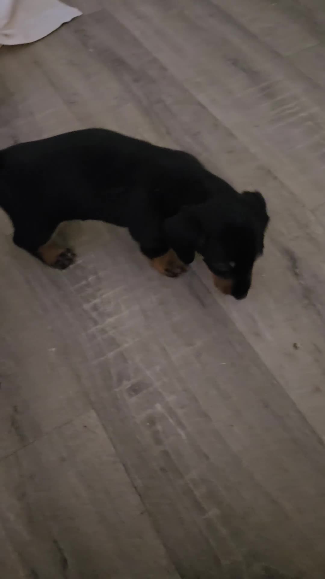 Miniature Dachshund dogs for sale: Miniture dashchounds - Video 3