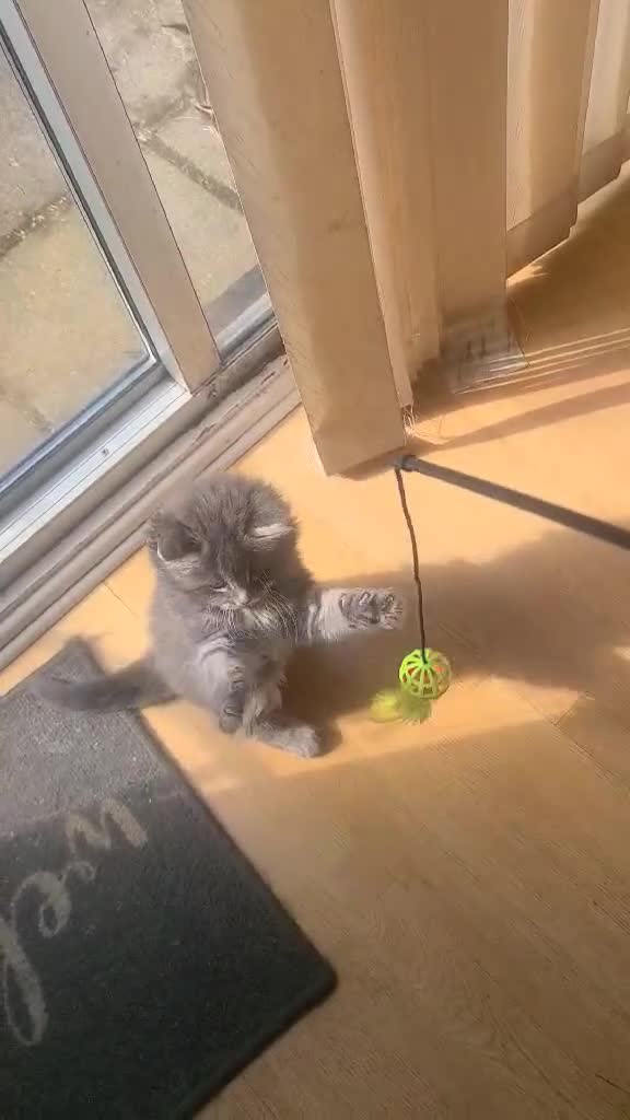 Mixed Breed cats for sale: Super fluffy lovely, looking for new home - Video 2
