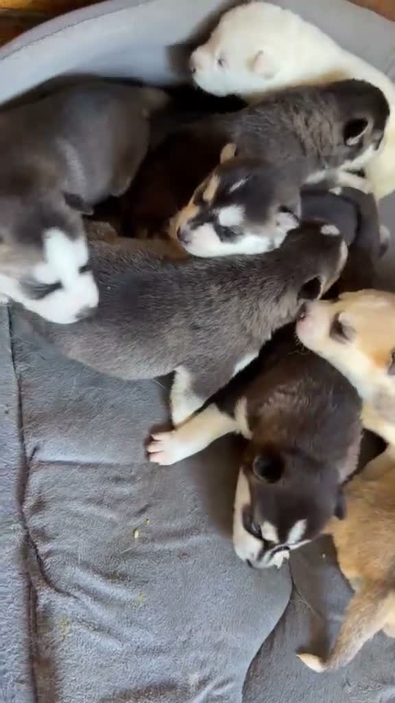 Siberian Husky dogs for sale: Puppies Siberian Husky in London - Video 1