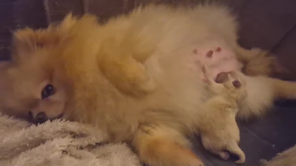 Pomeranian dogs for sale: Tiny Pomeranian girl based in Boston area - Video 1