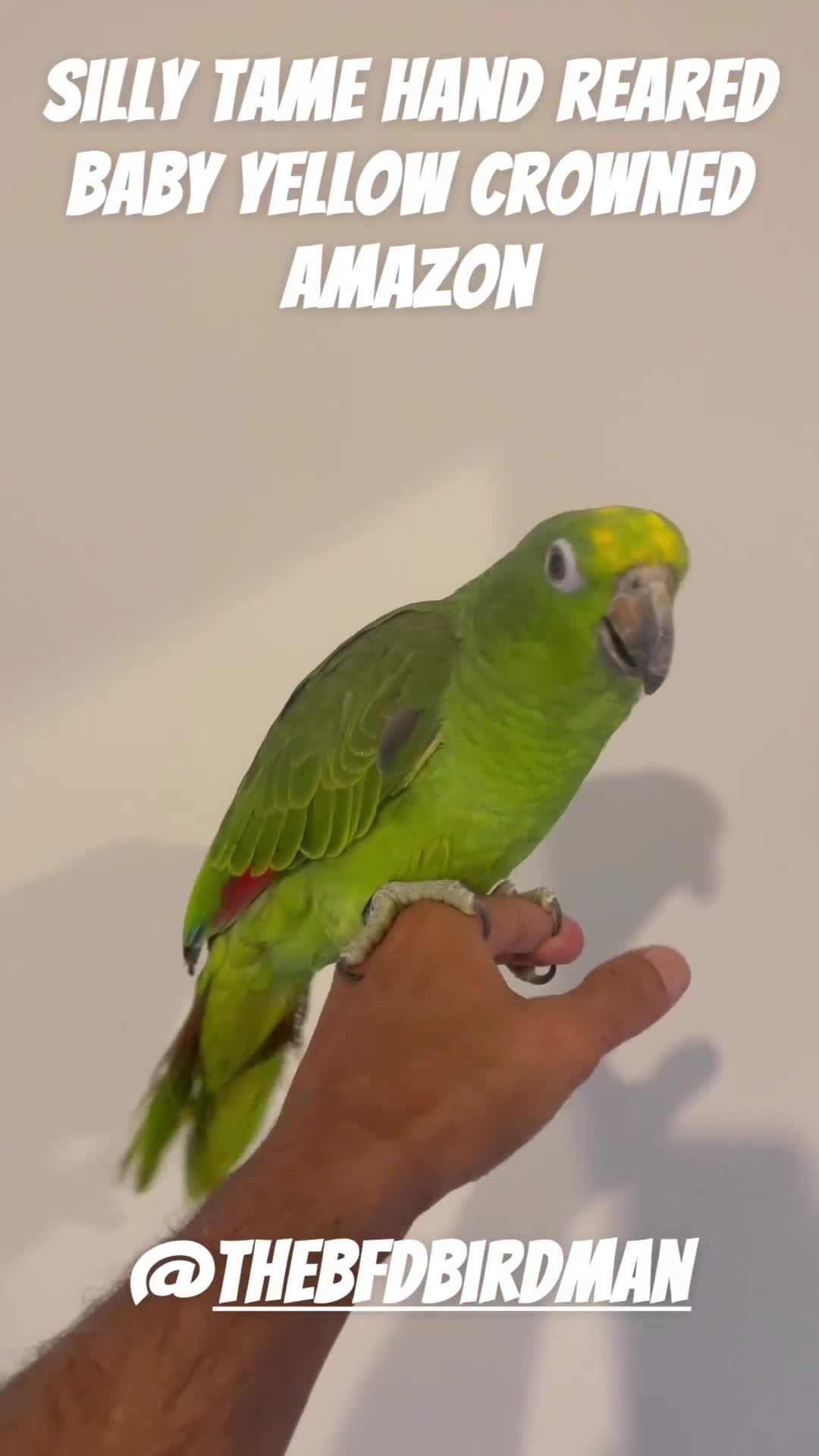 Parrots birds for sale: SILLY TAME HAND REARED BABY YELLOW CROWNED AMAZON - Video 1