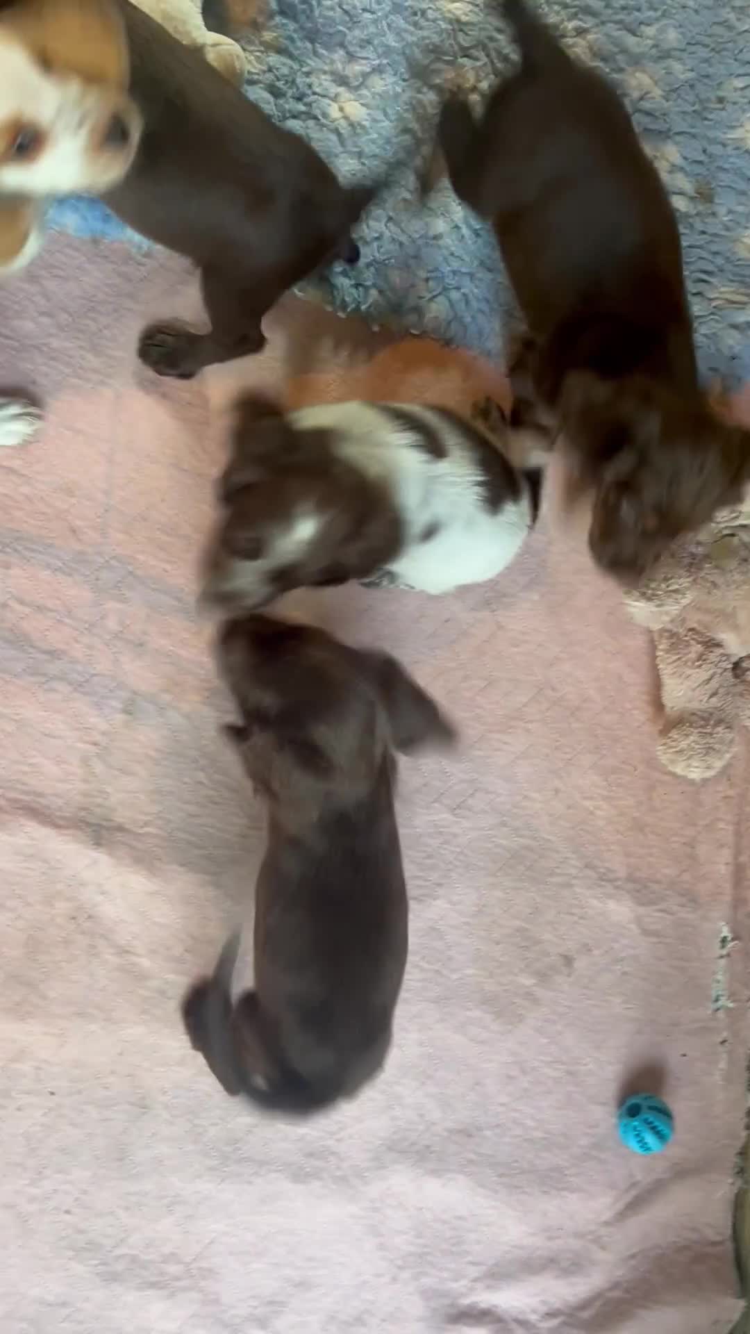 Cocker Spaniel dogs for sale: Beautiful Working Cocker Spaniel Boys - Video 1