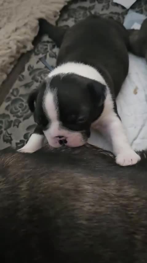 Boston Terrier dogs for sale: REDUCED!! Boston terriers DELIVERY!. - Video 1