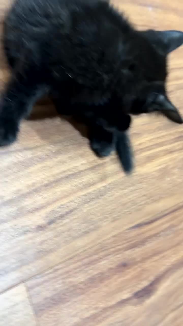 Mixed Breed cats for sale: Kittens  in Croydon - Video 4