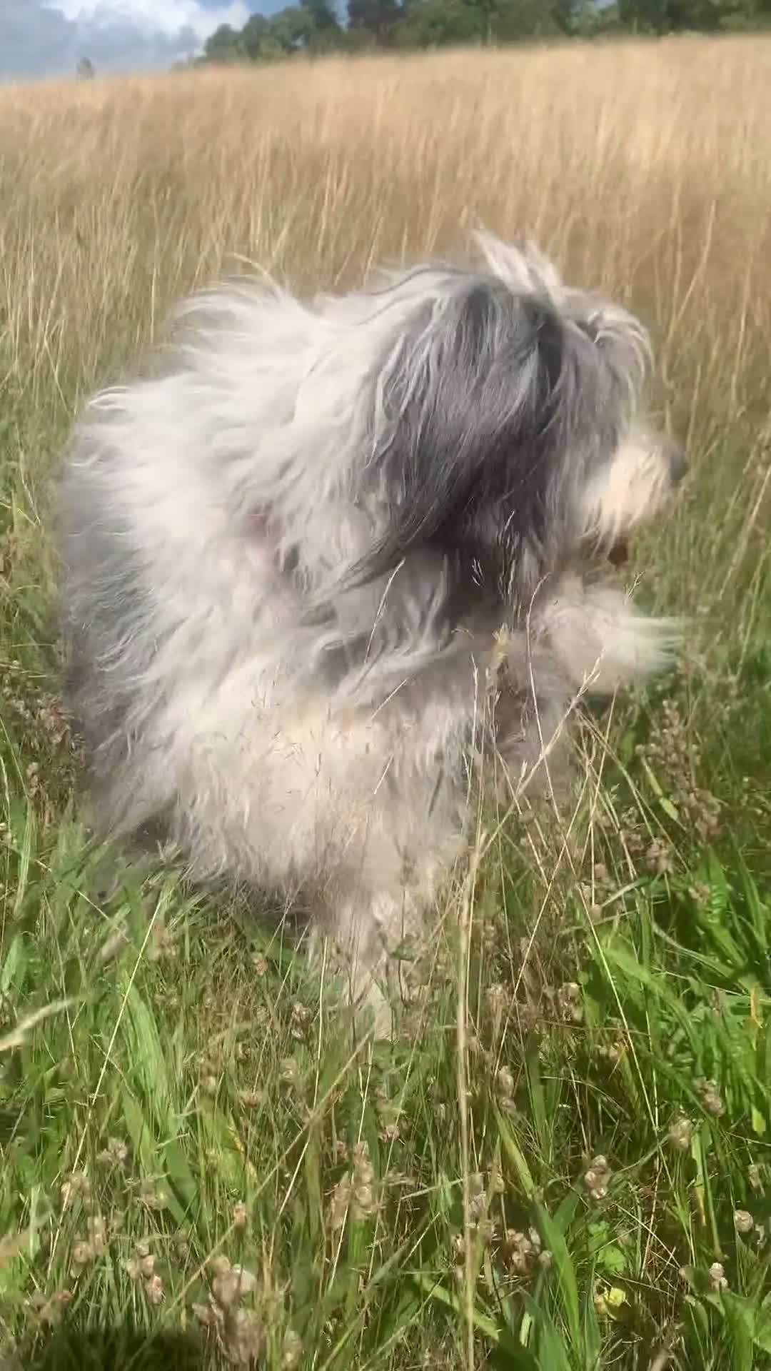 Bearded Collie dogs for sale: Adult Bearded Collie - needs new home in Barnard Castle - Video 2