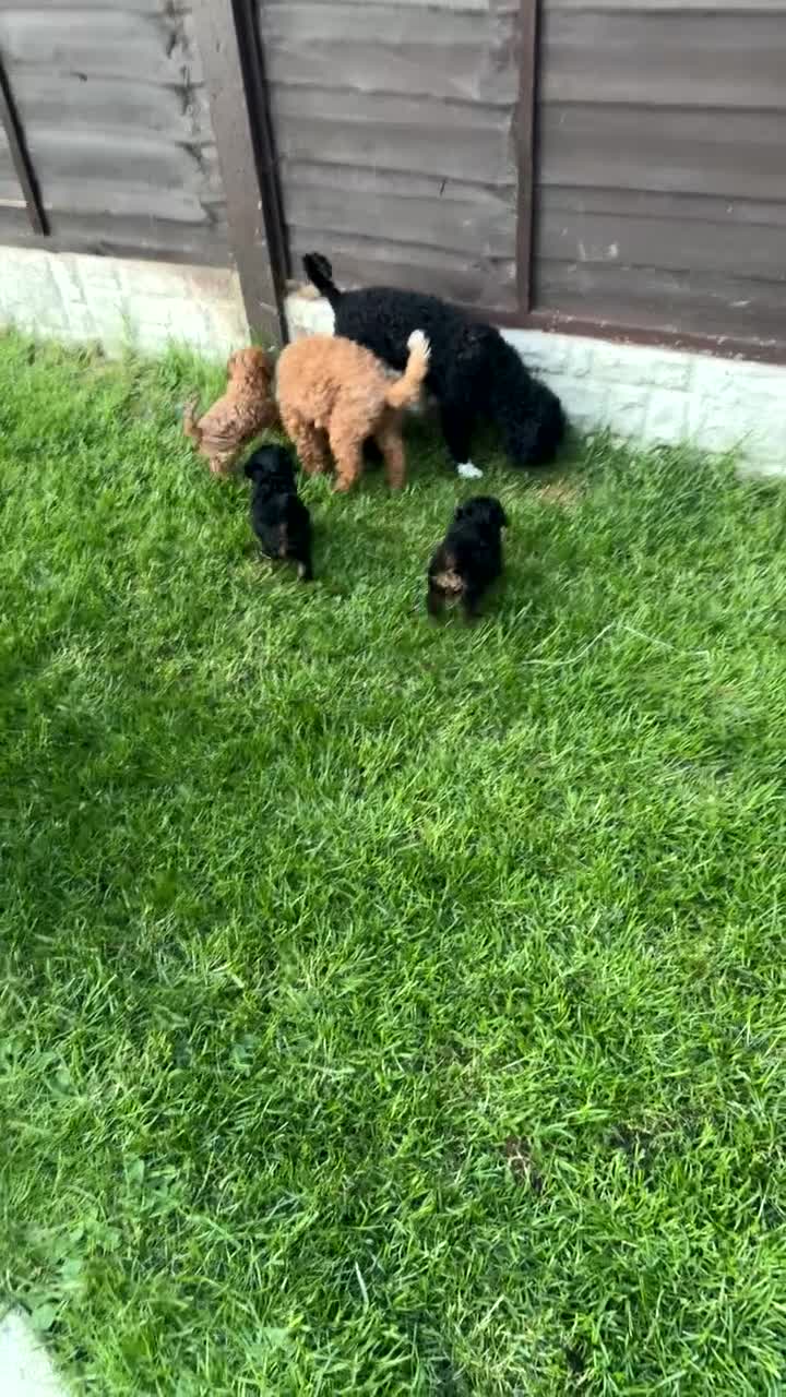 Cavapoo dogs for sale: Cavapoo Puppies  - Video 2
