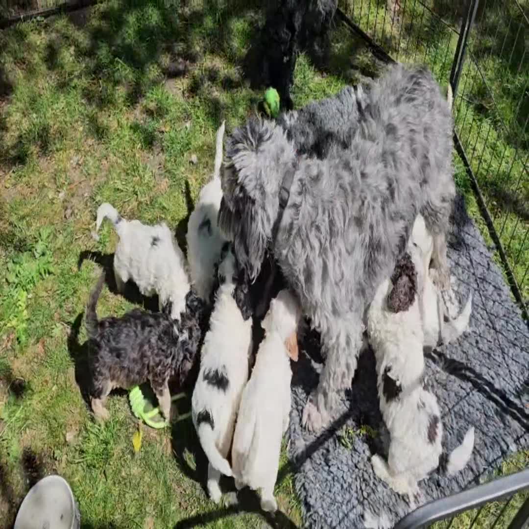 Cockapoo dogs for sale: F1b Cockapoos incl. Merle and Roans - Video 2