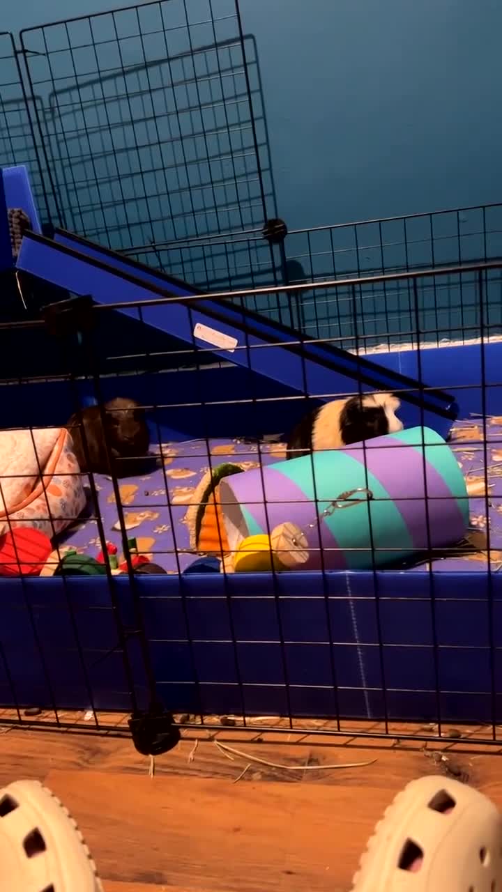 Guinea Pig rodents for sale: 2 bonded male guinea pigs  - Video 2