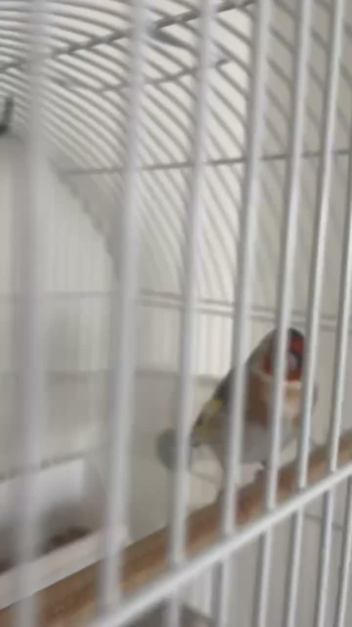 Finches birds for sale: Siberian Goldfinch Male  in London - Video 2