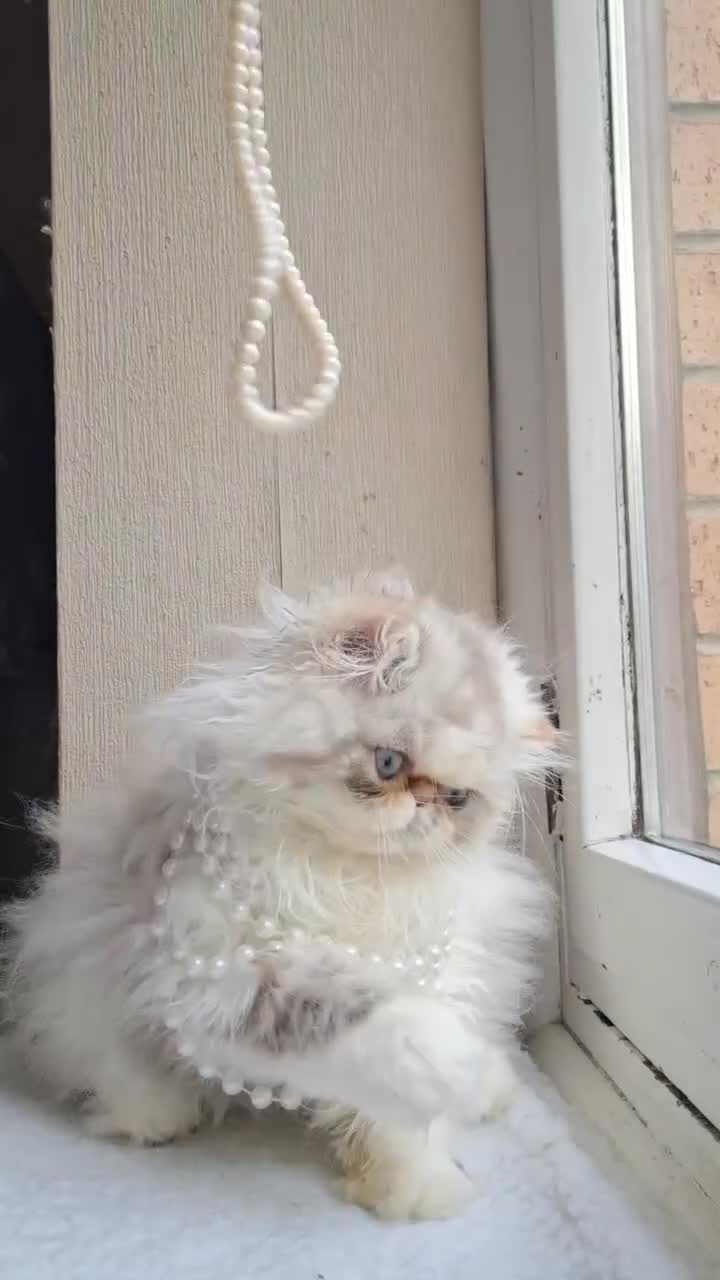 Persian cats for sale: Lovely Persian kitten  - Video 4