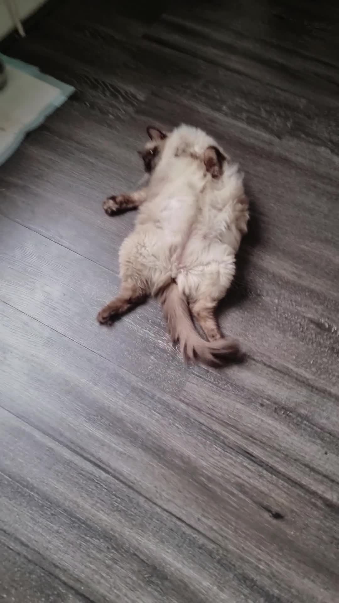 Ragdoll cats for sale: Ragdoll - Video 1