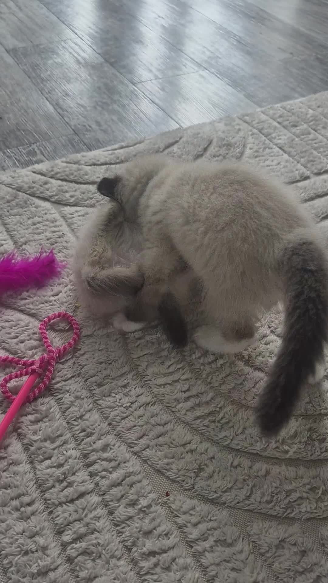 Birman cats for sale: Birman Kittens - Video 1