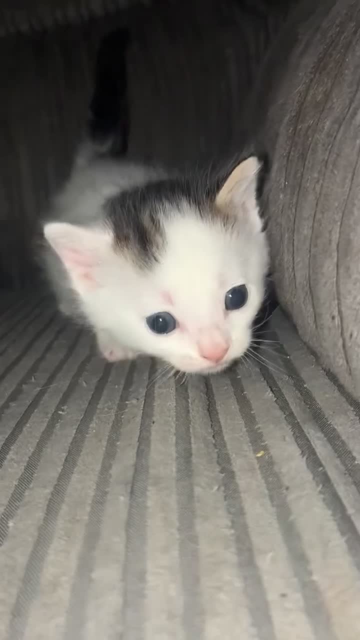 Mixed Breed cats for sale: stunning kittens 🐱⭐️ - Video 3
