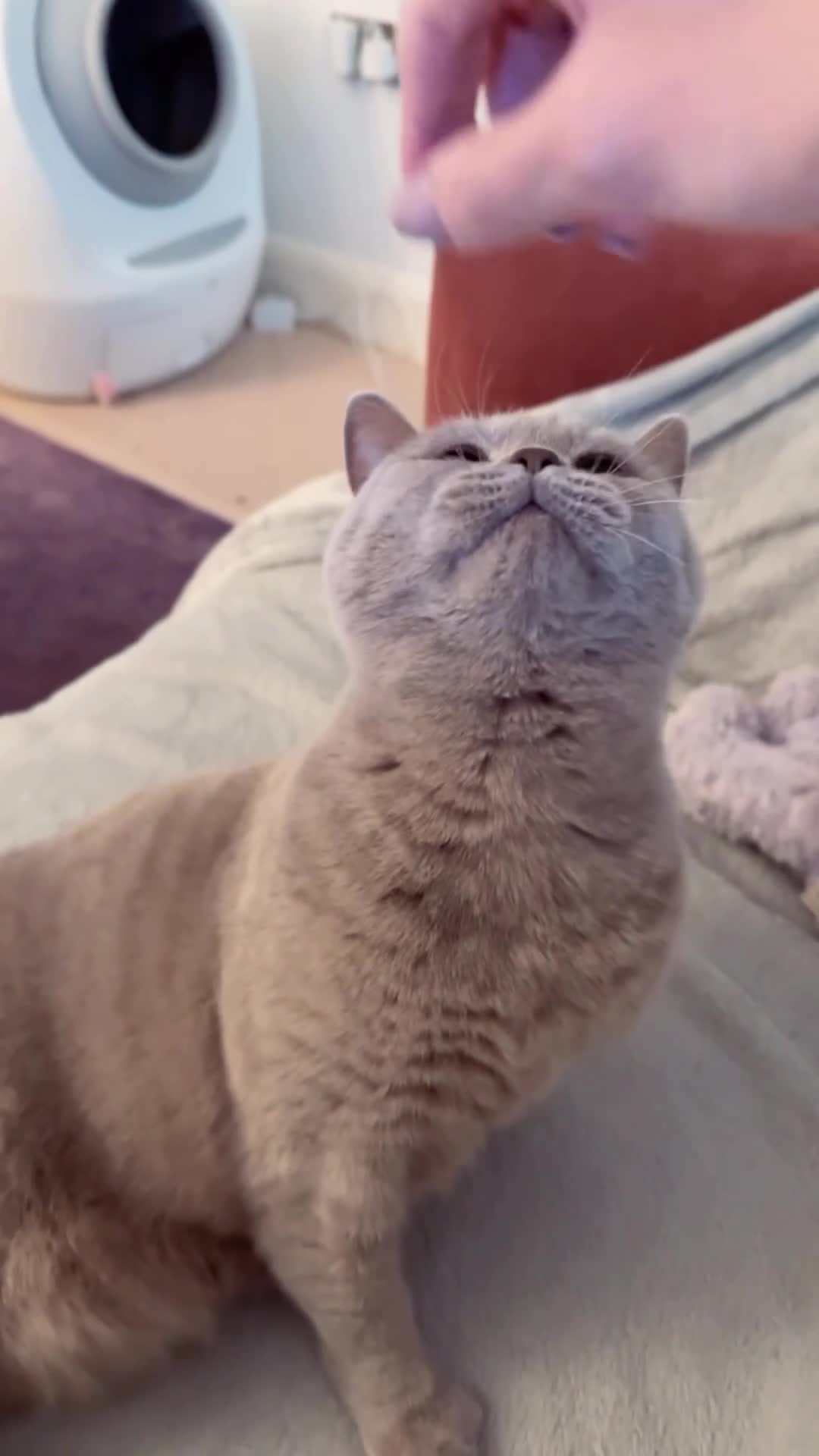 British Shorthair cats for sale: Gorgeous 4 Year old British Shorthair  - Video 2