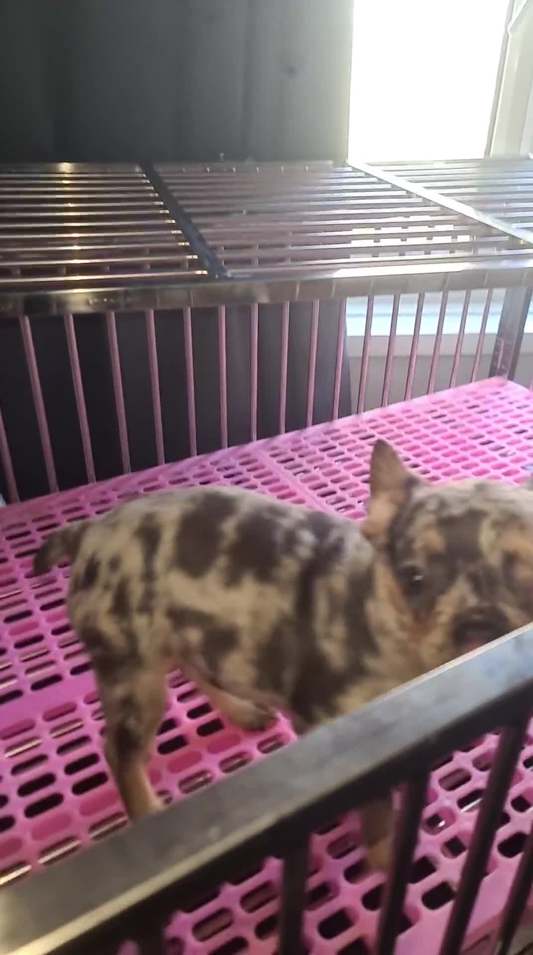 French Bulldog dogs for sale: ✨ Enchanted Frenchie Puppies Ready Now! ✨ - Video 4