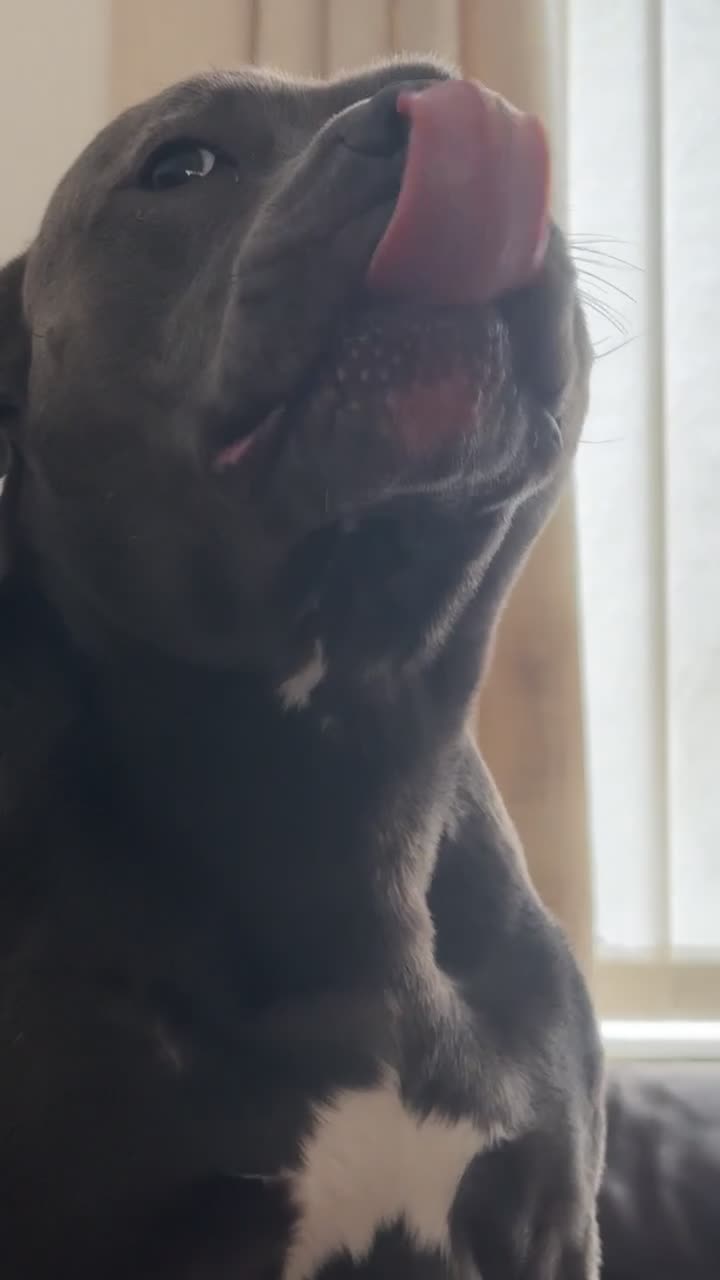 Staffordshire Bull Terrier dogs for sale: Blue staffy Rex  - Video 4