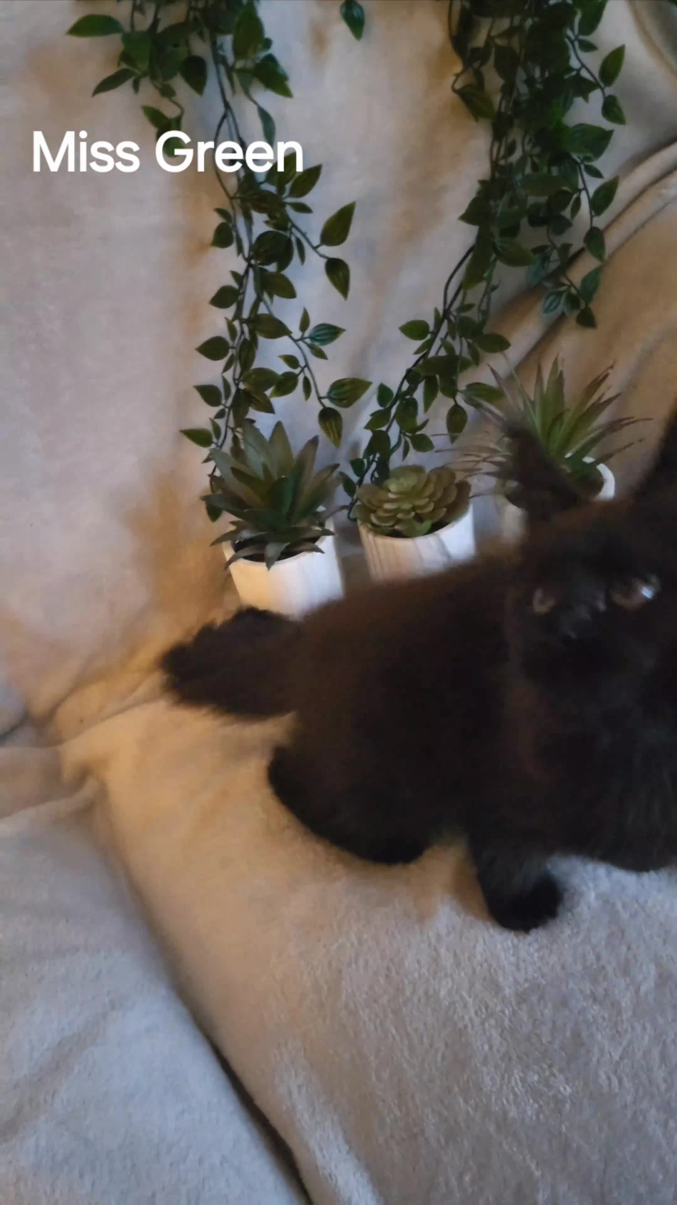 Maine Coon cats for sale: Beautiful Maine Coons  - Video 2