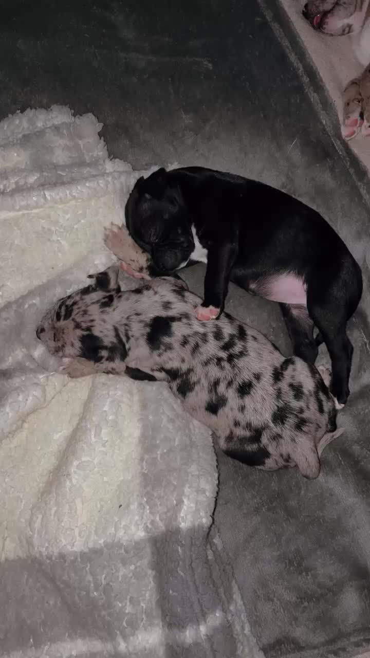 Mixed Breed dogs for sale: Bullypit/labrador pups for sale  - Video 1