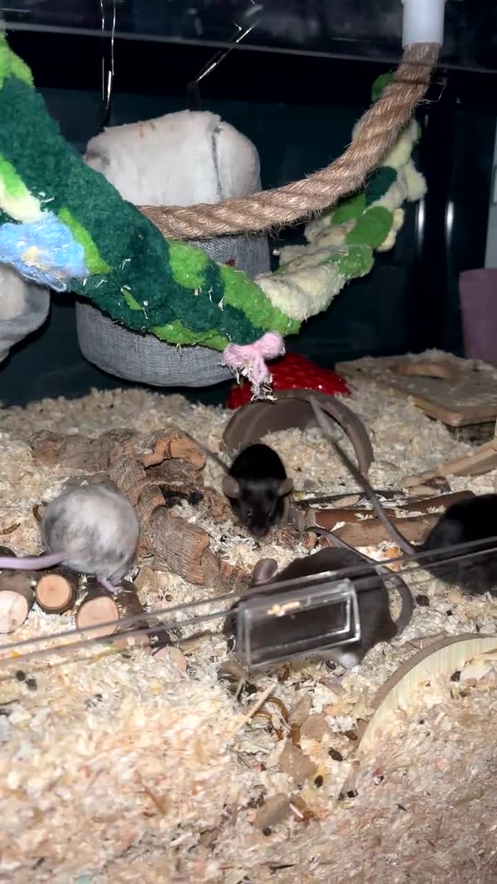 Mouse rodents for sale: 4 female mice and full setup in Luton - Video 4