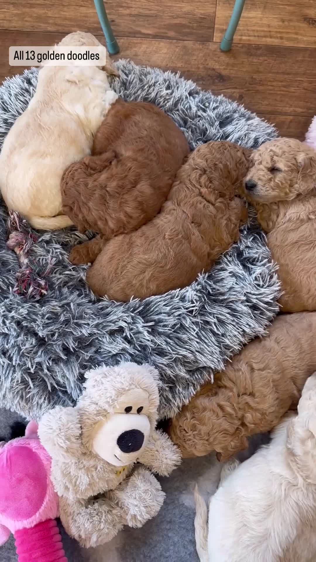 Goldendoodle dogs for sale: Litter due end of August F1b stand golden doodles  - Video 1