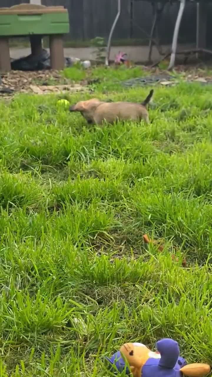 Chihuahua dogs for sale: READY NOW- Rare full white & fawn sable chihuahuas - Video 4