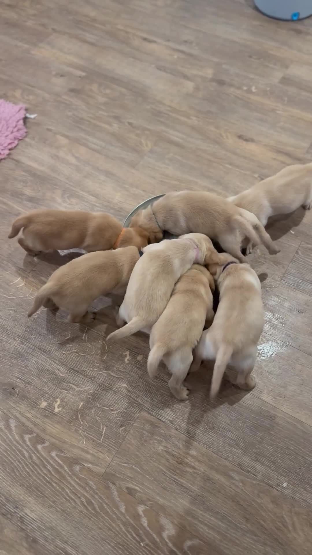Labrador Retriever dogs for sale: K.C.Reg Superb Labrador Puppies - Video 2
