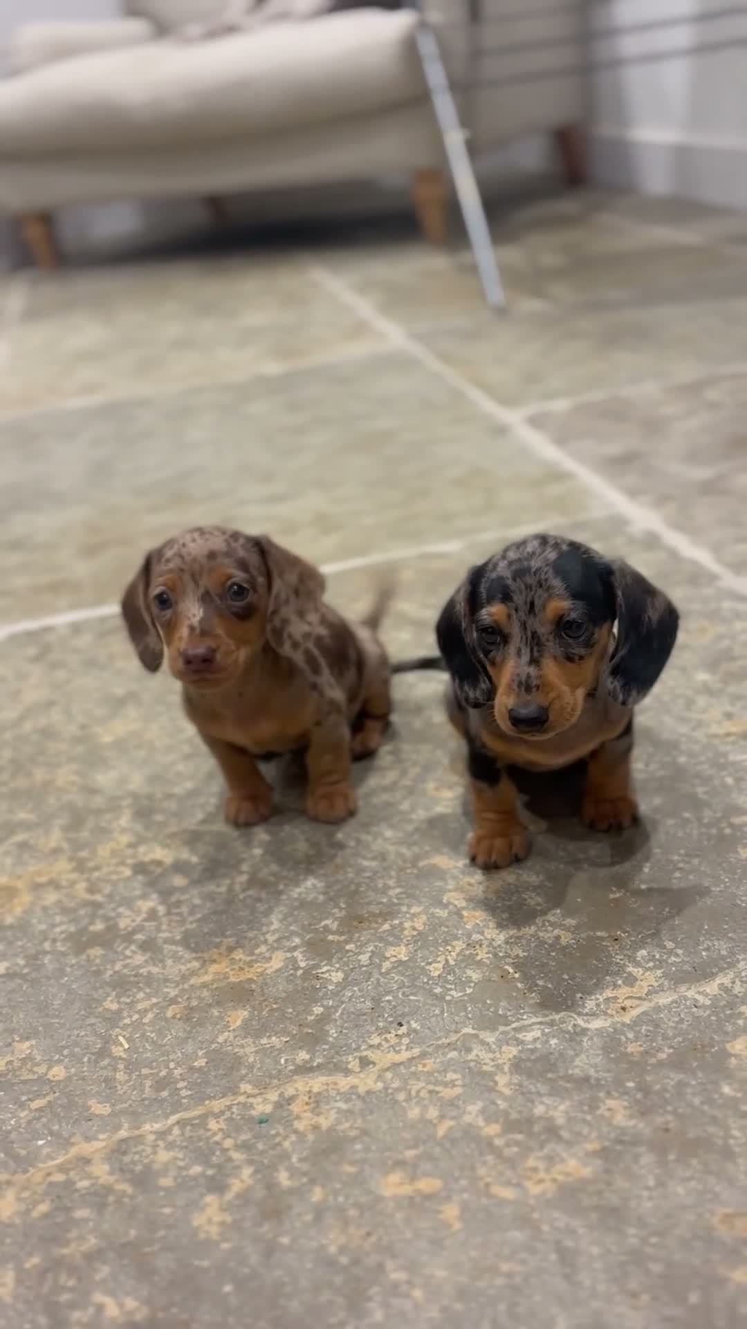 Miniature Dachshund dogs for sale: 2 stunning dapple miniature dachshunds  - Video 4