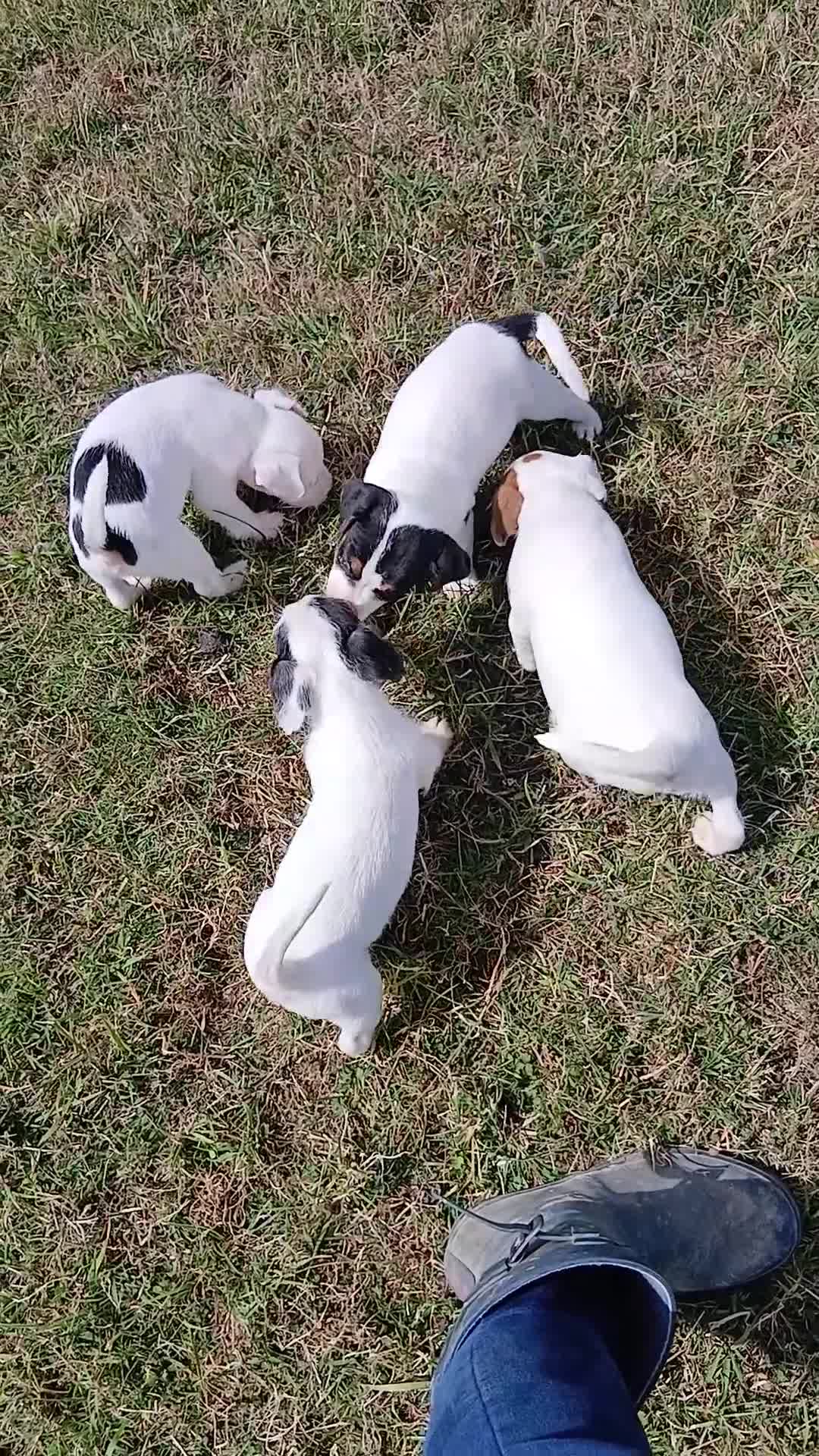 Jack Russell dogs for sale: Jack Russell puppies for sale - Video 1