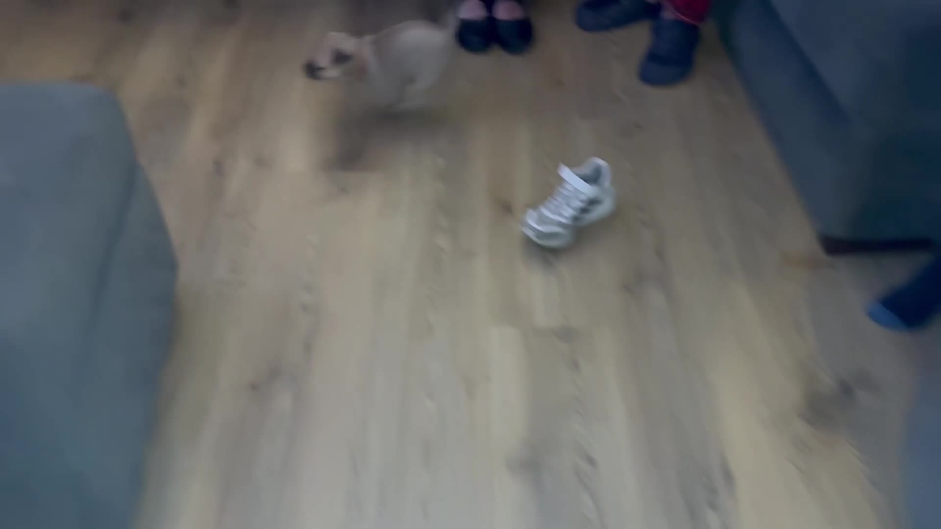 Jug dogs for sale: Jug pups  - Video 2