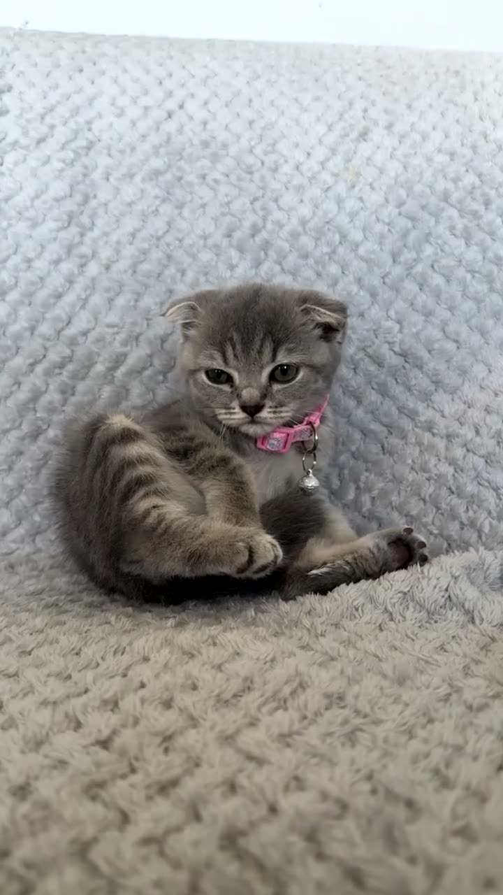 Scottish Fold cats for sale: Scottish Fold Kitten for Sale StarterPack Included - Video 1