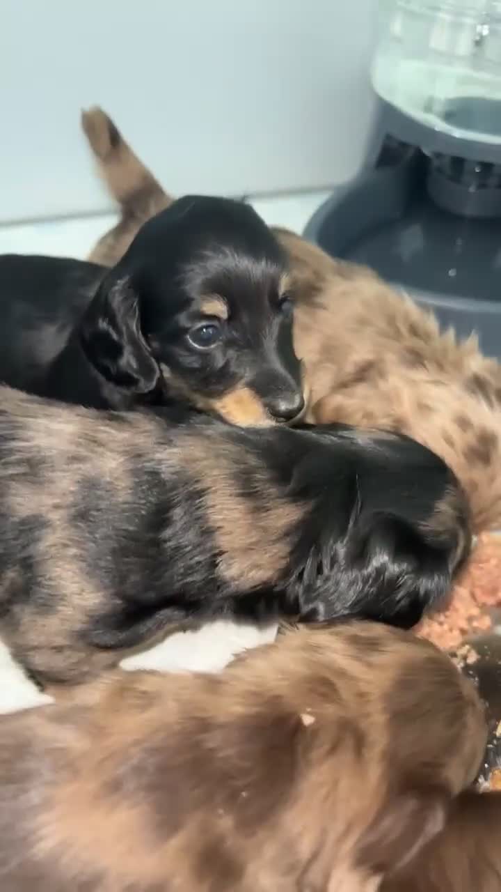 Miniature Dachshund dogs for sale: 🐾KC registered long-haired miniature dachshund 🐾 - Video 4