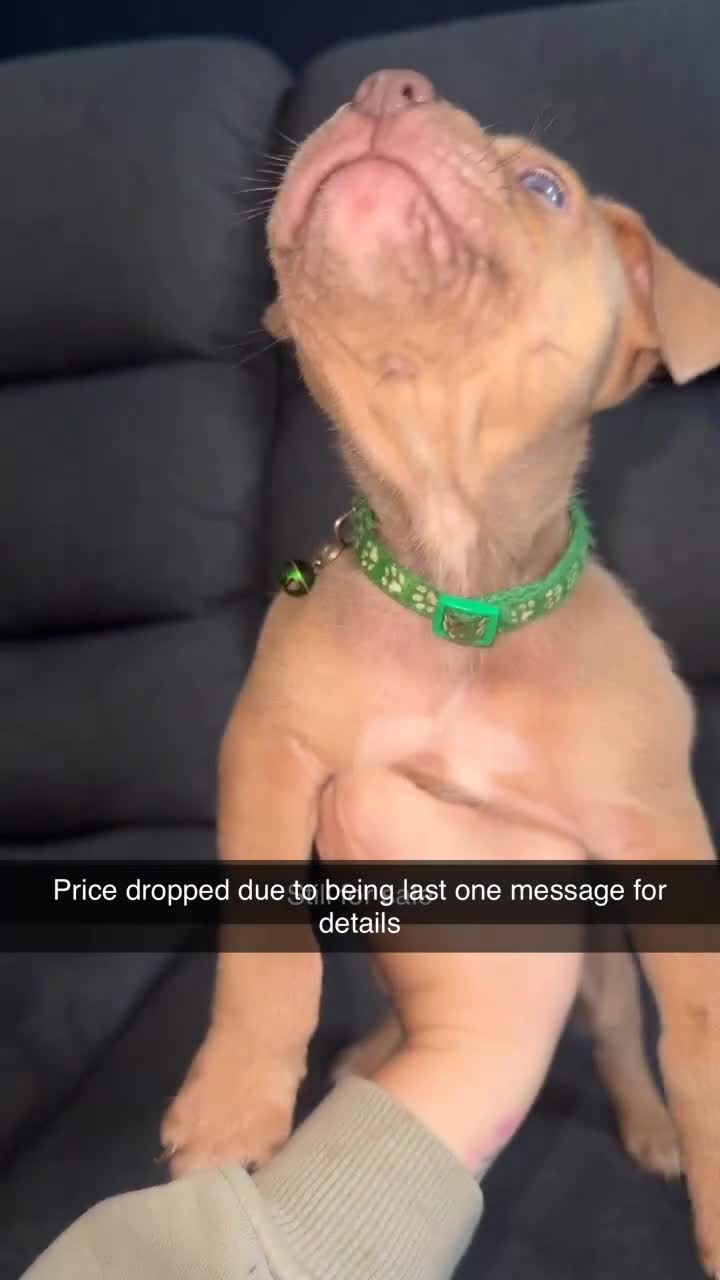 Mixed Breed dogs for sale: Bully cross  - Video 1